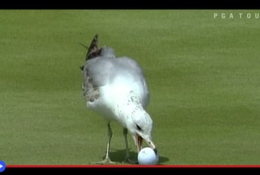 Animali al PGAtour: top 10