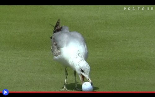 Animali al PGAtour: top 10